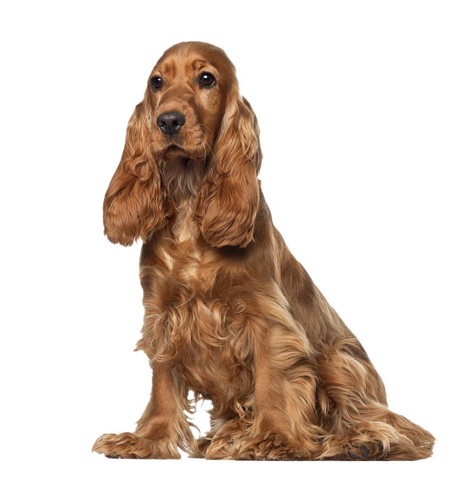 Английский кокер спаниель